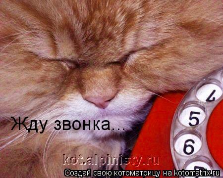 Жду звонка...... Котоматрица: Жду звонка...