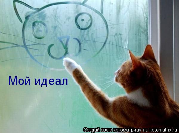 Мой идеал... Котоматрица: Мой идеал