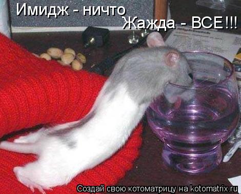 Имидж - ничто Жажда - ВСЕ!!!... Котоматрица: Имидж - ничто Жажда - ВСЕ!!!