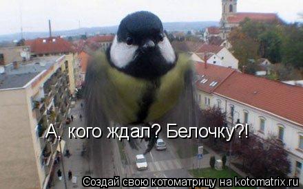 А, кого ждал? Белочку?!... Котоматрица: А, кого ждал? Белочку?!