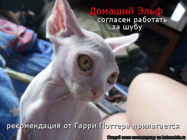 Домаший Эльф рекомендация от Гарри Поттера прилагается согласен работать за шубу... Котоматрица: Домаший Эльф рекомендация от Гарри Поттера прилагается согласен работать за шубу