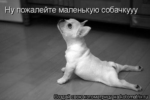 Ну пожалейте маленькую собачкууу... Котоматрица: Ну пожалейте маленькую собачкууу