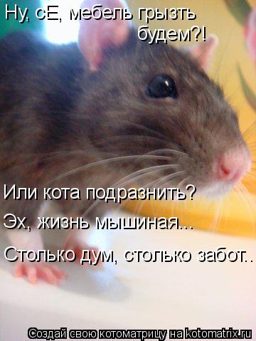 Ну, сЕ, мебель грызть будем?! Или кота подразнить? Эх, жизнь мышиная... Столько дум, столько забот..... Котоматрица: Ну, сЕ, мебель грызть будем?! Или кота подразнить? Эх, жизнь мышиная... Столько дум, столько забот..