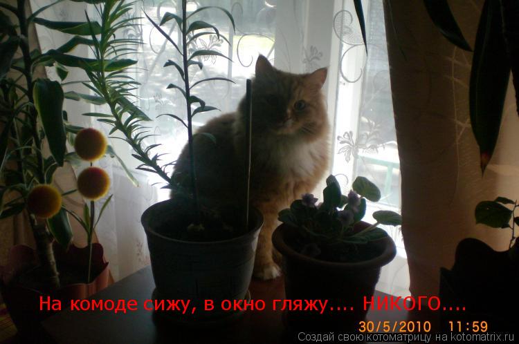На комоде сижу, в окно гляжу.... НИКОГО....... Котоматрица: На комоде сижу, в окно гляжу.... НИКОГО....