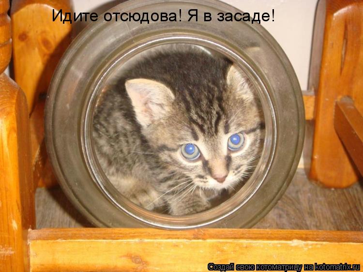 Идите отсюдова! Я в засаде!... Котоматрица: Идите отсюдова! Я в засаде!
