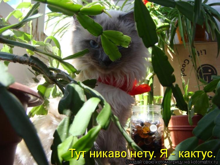 Тут никаво нету. Я - кактус.... Котоматрица: Тут никаво нету. Я - кактус.