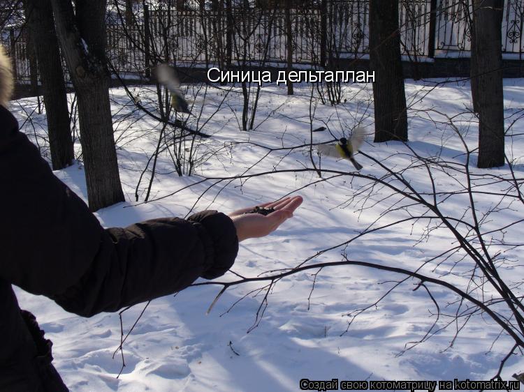 Синица дельтаплан... Котоматрица: Синица дельтаплан