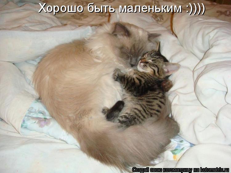 Хорошо быть маленьким :))))... Котоматрица: Хорошо быть маленьким :))))