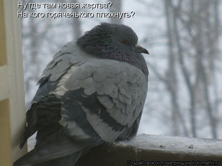 Ну где там новая жертва? На кого горяченького плюхнуть?... Котоматрица: Ну где там новая жертва? На кого горяченького плюхнуть?