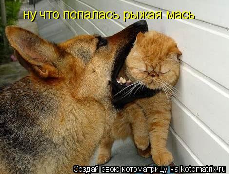 Котоматрица: ну что попалась рыжая мась