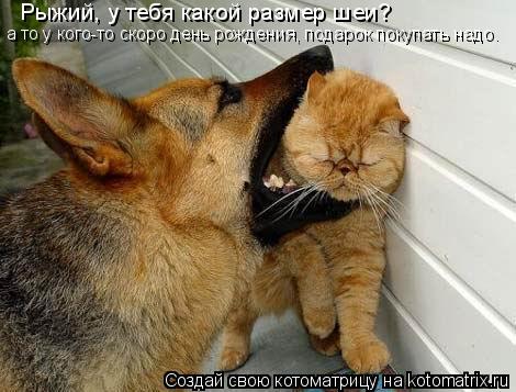 Котоматрица: Рыжий, у тебя какой размер шеи?  а то у кого-то скоро день рождения, подарок покупать надо.
