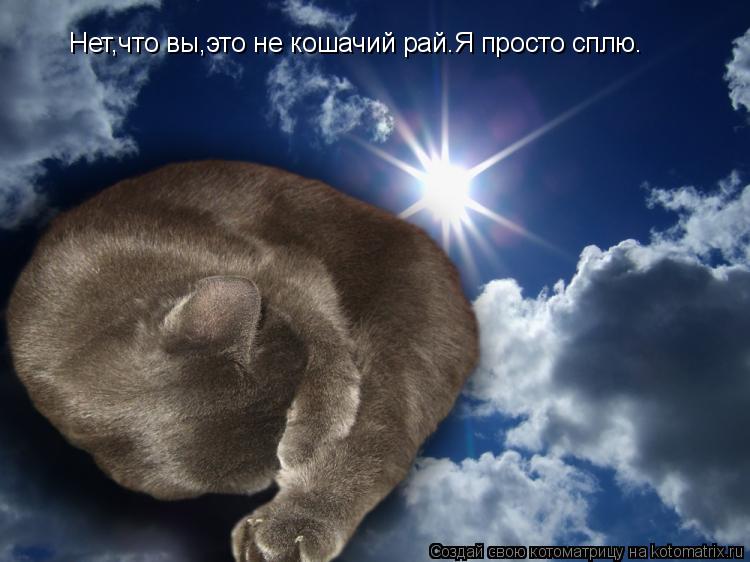 Котоматрица: Нет,что вы,это не кошачий рай.Я просто сплю.