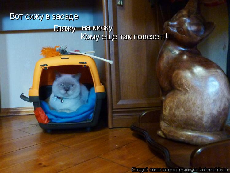 Вот сижу в засаде Гляжу на киску Кому ещё так повезёт!!!... Котоматрица: Вот сижу в засаде Гляжу на киску Кому ещё так повезёт!!!