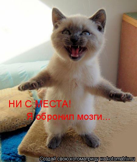 Котоматрица: НИ С МЕСТА! Я обронил мозги...