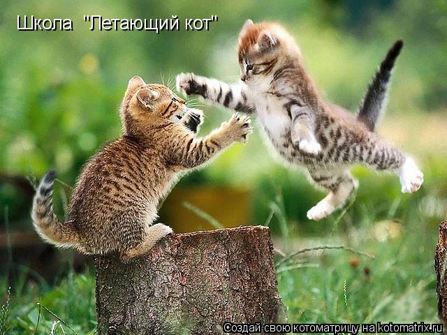 Котоматрица: Школа  "Летающий кот"