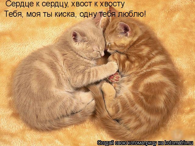 Котоматрица: Где ты, моя киска? Тебя хочу потискать!