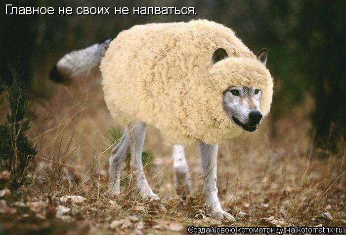 Котоматрица: Главное не своих не напваться.