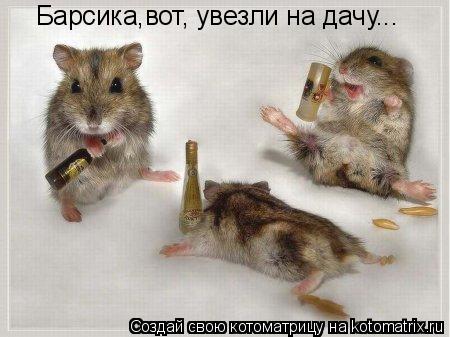 Котоматрица: Барсика,вот, увезли на дачу...