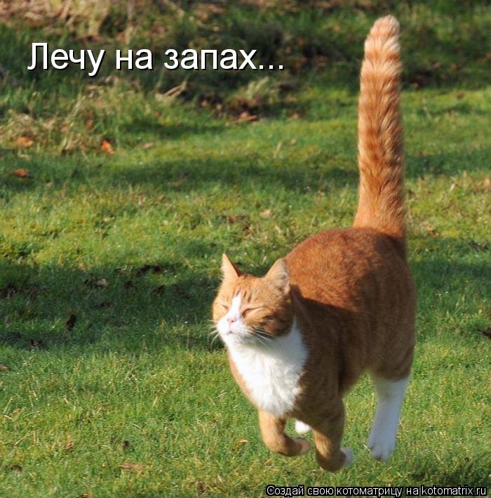 Котоматрица: Лечу на запах...