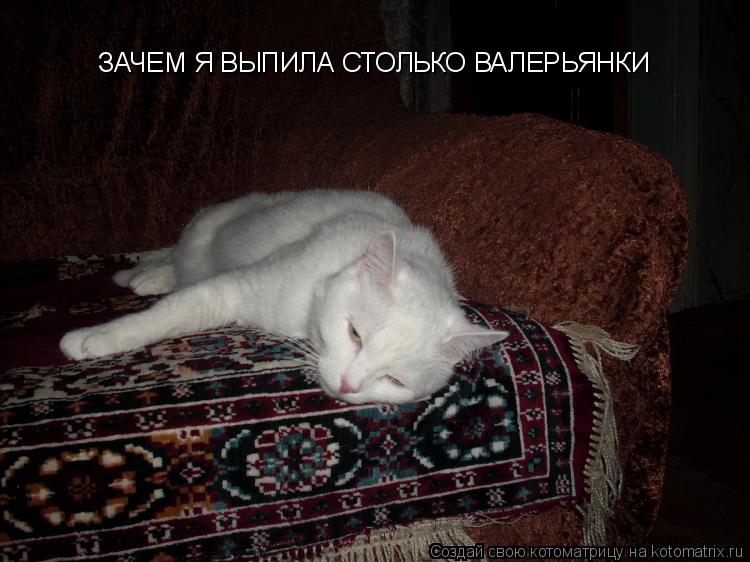 ЗАЧЕМ Я ВЫПИЛА СТОЛЬКО ВАЛЕРЬЯНКИ... Котоматрица: ЗАЧЕМ Я ВЫПИЛА СТОЛЬКО ВАЛЕРЬЯНКИ
