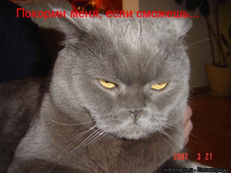 Покорми меня, если сможешь...... Котоматрица: Покорми меня, если сможешь...