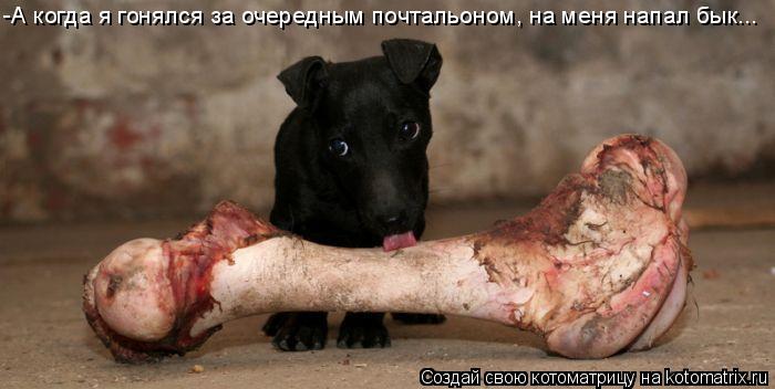 -А когда я гонялся за очередным почтальоном, на меня напал бык...... Котоматрица: -А когда я гонялся за очередным почтальоном, на меня напал бык...