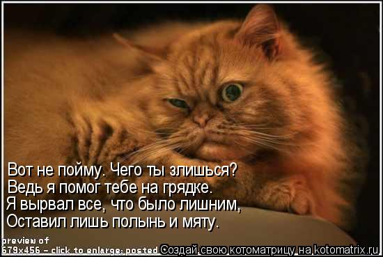 Котоматрица: Ведь я помог тебе на грядке. Я вырвал все, что было лишним, Оставил лишь полынь и мяту. Вот не пойму. Чего ты злишься?