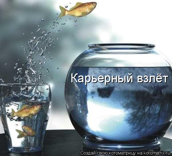 Карьерный взлёт... Котоматрица: Карьерный взлёт