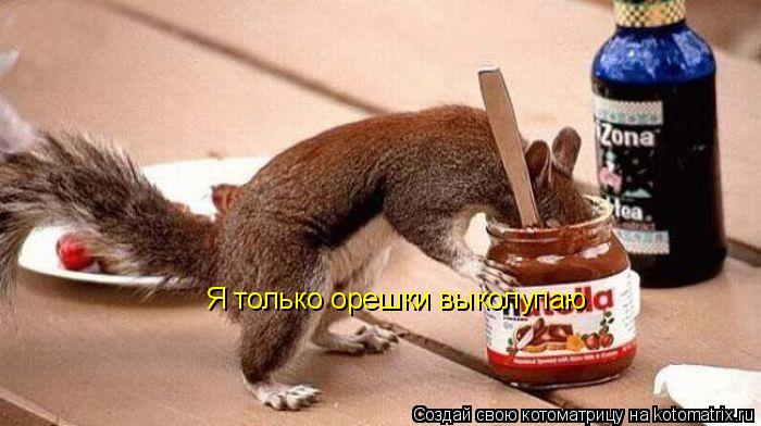 Я только орешки выколупаю... Котоматрица: Я только орешки выколупаю