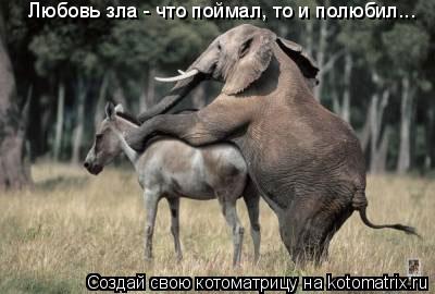 Любовь зла - что поймал, то и полюбил...... Котоматрица: Любовь зла - что поймал, то и полюбил...