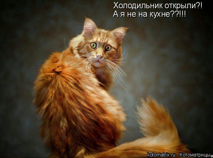 Холодильник открыли?! А я не на кухне??!!!... Котоматрица: Холодильник открыли?! А я не на кухне??!!!