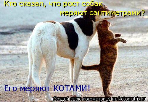 Кто сказал, что рост собак меряют сантиметрами? Его меряют КОТАМИ!... Котоматрица: Кто сказал, что рост собак меряют сантиметрами? Его меряют КОТАМИ!