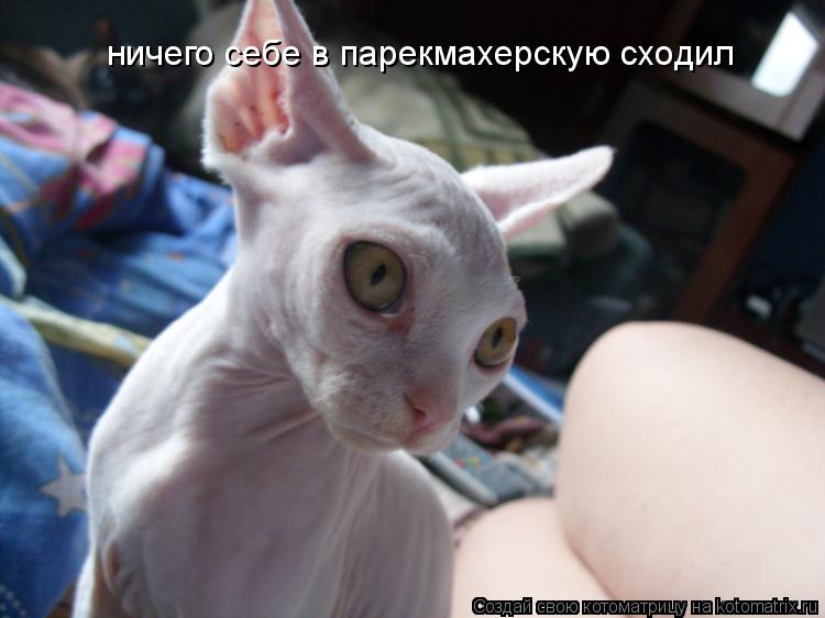 ничего себе в парекмахерскую сходил... Котоматрица: ничего себе в парекмахерскую сходил