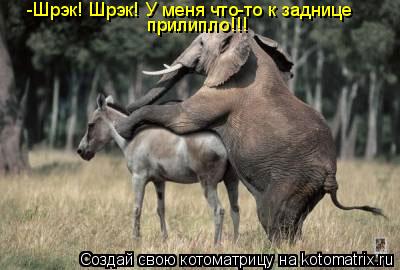 -Шрэк! Шрэк! У меня что-то к заднице прилипло!!!... Котоматрица: -Шрэк! Шрэк! У меня что-то к заднице прилипло!!!