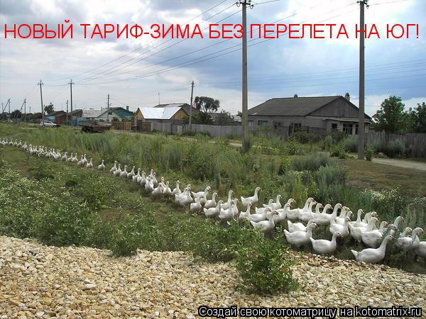 НОВЫЙ ТАРИФ-ЗИМА БЕЗ ПЕРЕЛЕТА НА ЮГ!... Котоматрица: НОВЫЙ ТАРИФ-ЗИМА БЕЗ ПЕРЕЛЕТА НА ЮГ!