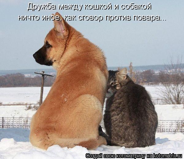 Дружба между кошкой и собакой ничто иное, как сговор против повара...... Котоматрица: Дружба между кошкой и собакой ничто иное, как сговор против повара...