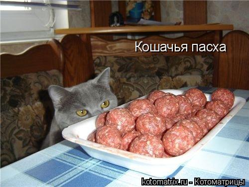 Кошачья пасха... Котоматрица: Кошачья пасха