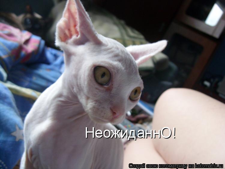 НеожиданнО!... Котоматрица: НеожиданнО!