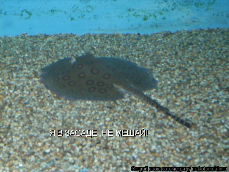 Я В ЗАСАДЕ НЕ МЕШАЙ!... Котоматрица: Я В ЗАСАДЕ НЕ МЕШАЙ!