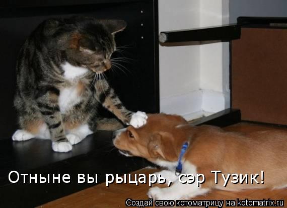 Отныне вы рыцарь, сэр Тузик!... Котоматрица: Отныне вы рыцарь, сэр Тузик!