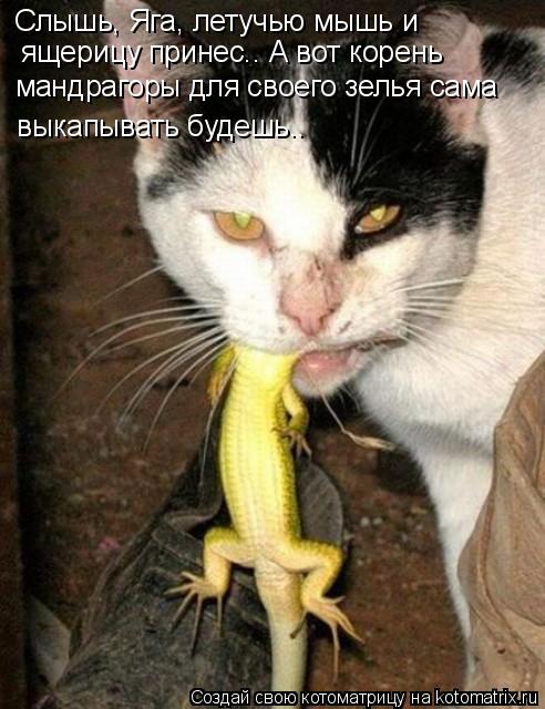 Слышь, Яга, летучью мышь и ящерицу принес.. А вот корень мандрагоры для своего зелья сама выкапыват... Котоматрица: Слышь, Яга, летучью мышь и ящерицу принес.. А вот корень мандрагоры для своего зелья сама выкапывать будешь..