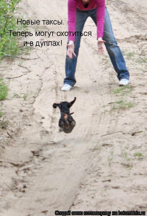 Новые таксы. Теперь могут охотиться и в дуплах!... Котоматрица: Новые таксы. Теперь могут охотиться и в дуплах!