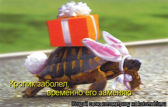 Кролик заболел, временно его заменяю... Котоматрица: Кролик заболел, временно его заменяю
