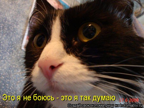 Это я не боюсь - это я так думаю... Котоматрица: Это я не боюсь - это я так думаю