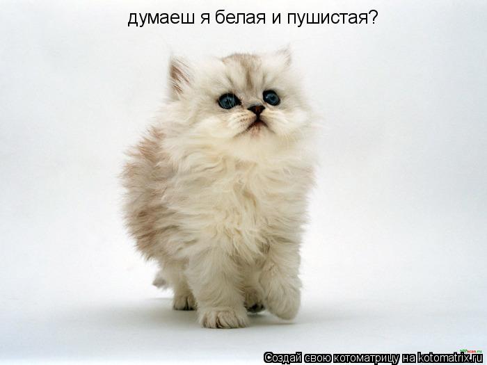 думаеш я белая и пушистая?... Котоматрица: думаеш я белая и пушистая?