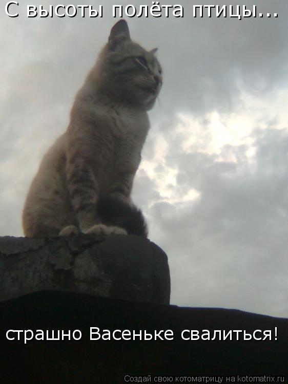 С высоты полёта птицы... страшно Васеньке свалиться!... Котоматрица: С высоты полёта птицы... страшно Васеньке свалиться!