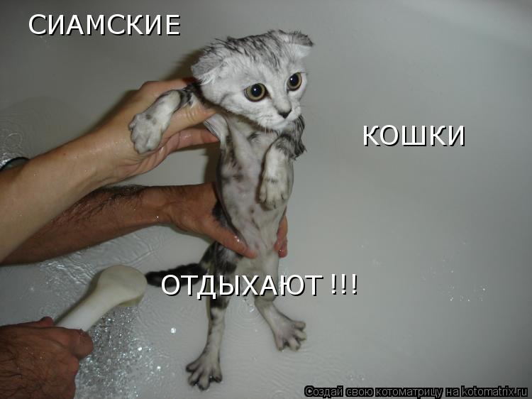 СИАМСКИЕ КОШКИ ОТДЫХАЮТ !!!... Котоматрица: СИАМСКИЕ КОШКИ ОТДЫХАЮТ !!!