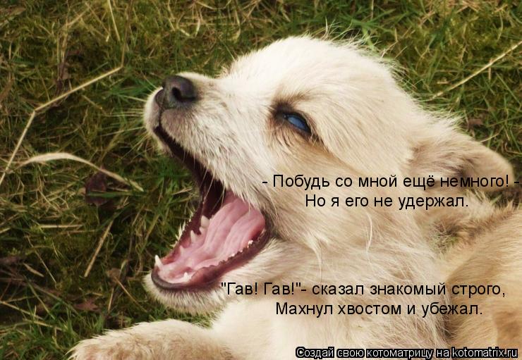 - Побудь со мной ещё немного! - Но я его не удержал. "Гав! Гав!"- сказал знакомый строго, Махнул хвос... Котоматрица: - Побудь со мной ещё немного! - Но я его не удержал. "Гав! Гав!"- сказал знакомый строго, Махнул хвостом и убежал.