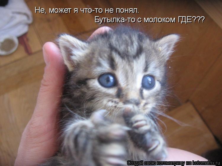 Не, может я что-то не понял. Бутылка-то с молоком ГДЕ???... Котоматрица: Не, может я что-то не понял. Бутылка-то с молоком ГДЕ???