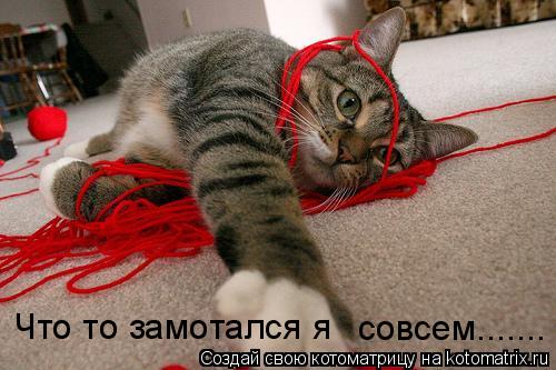 Что то замотался я совсем.......... Котоматрица: Что то замотался я совсем.......